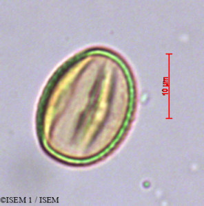Ardisia polycephala - lame n° 29373